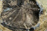 Wide Petrified Wood (Schinoxylon) Limb - Blue Forest, Wyoming #145297-2
